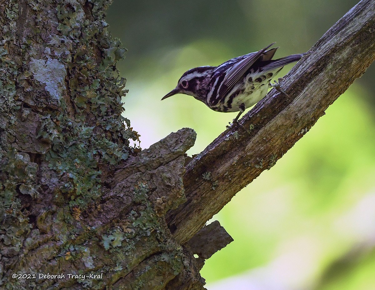 Black-and-white Warbler - ML342868381