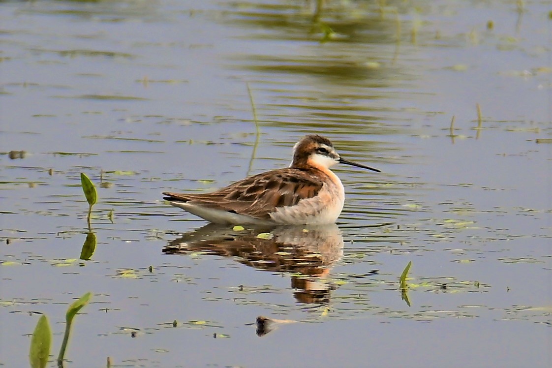 Wilson's Phalarope - Geoffrey Newell