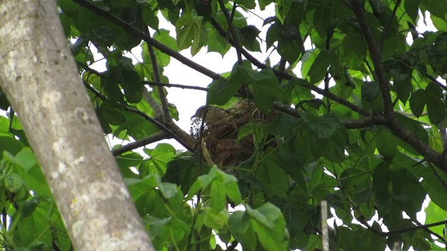 White-winged Becard - ML342869761