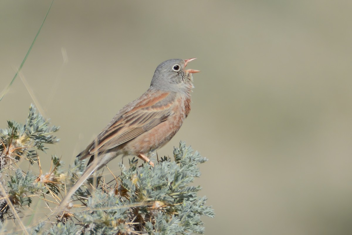 Gray-necked Bunting - Ergün Cengiz