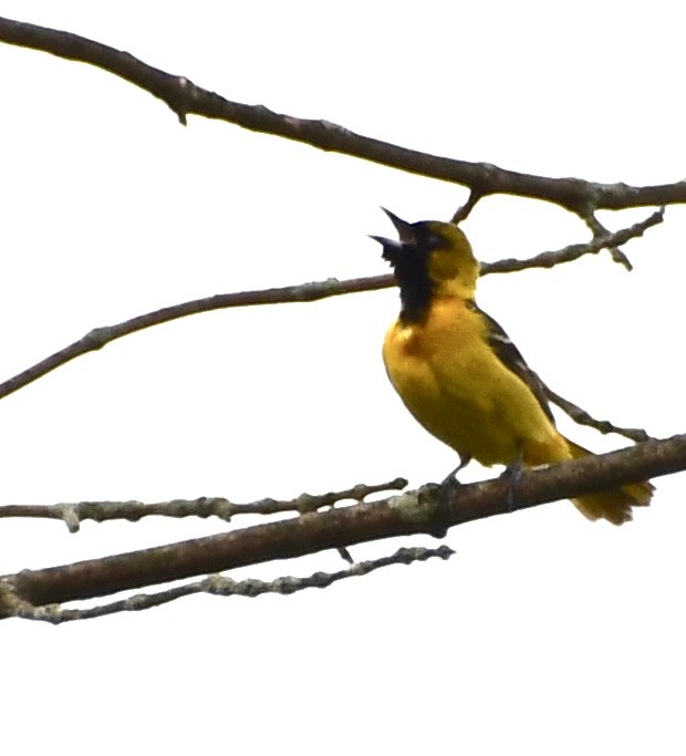 Orchard Oriole - Charlotte Pavelka & Doug Reitz