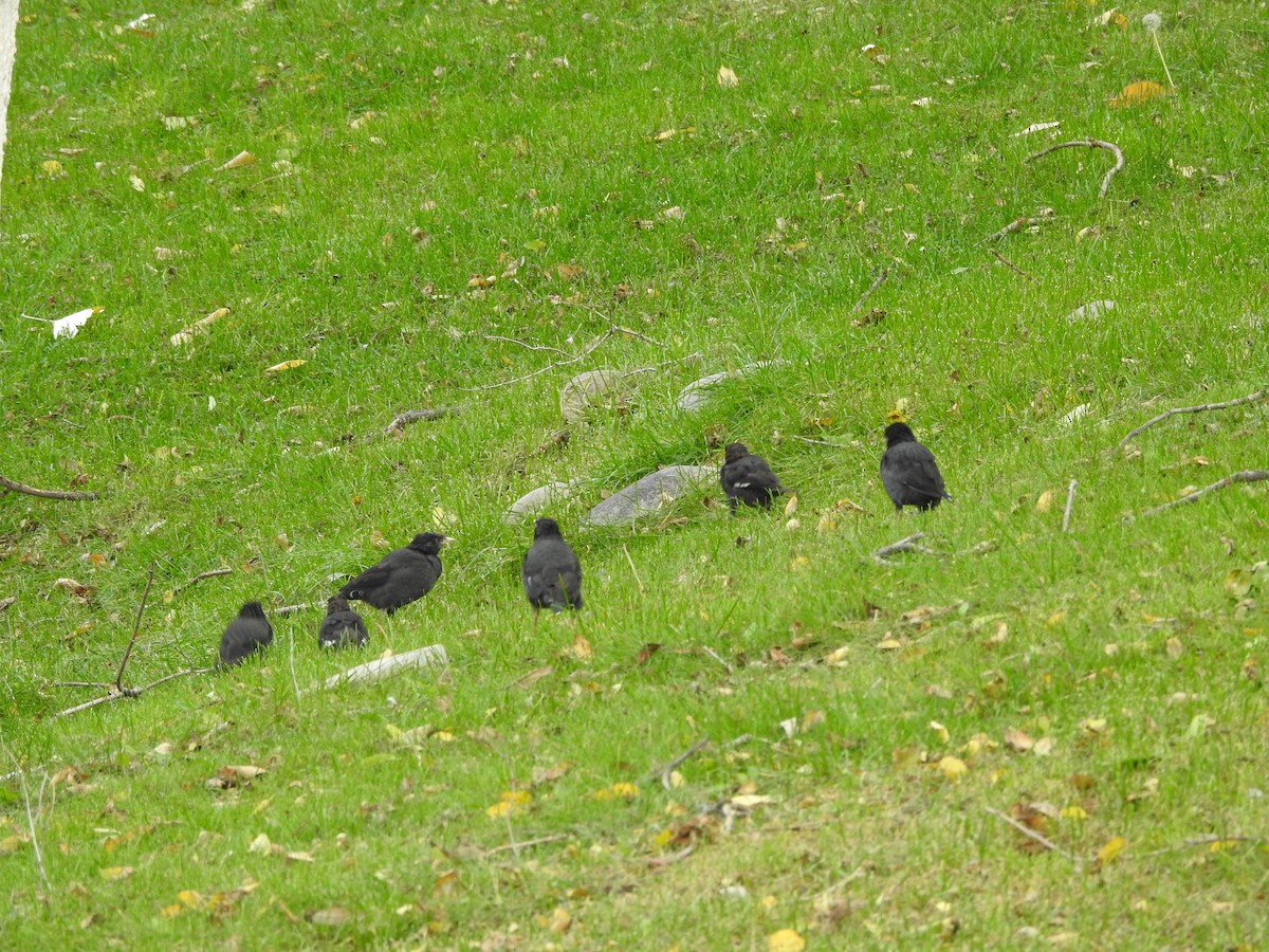 Crested Myna - ML342871731