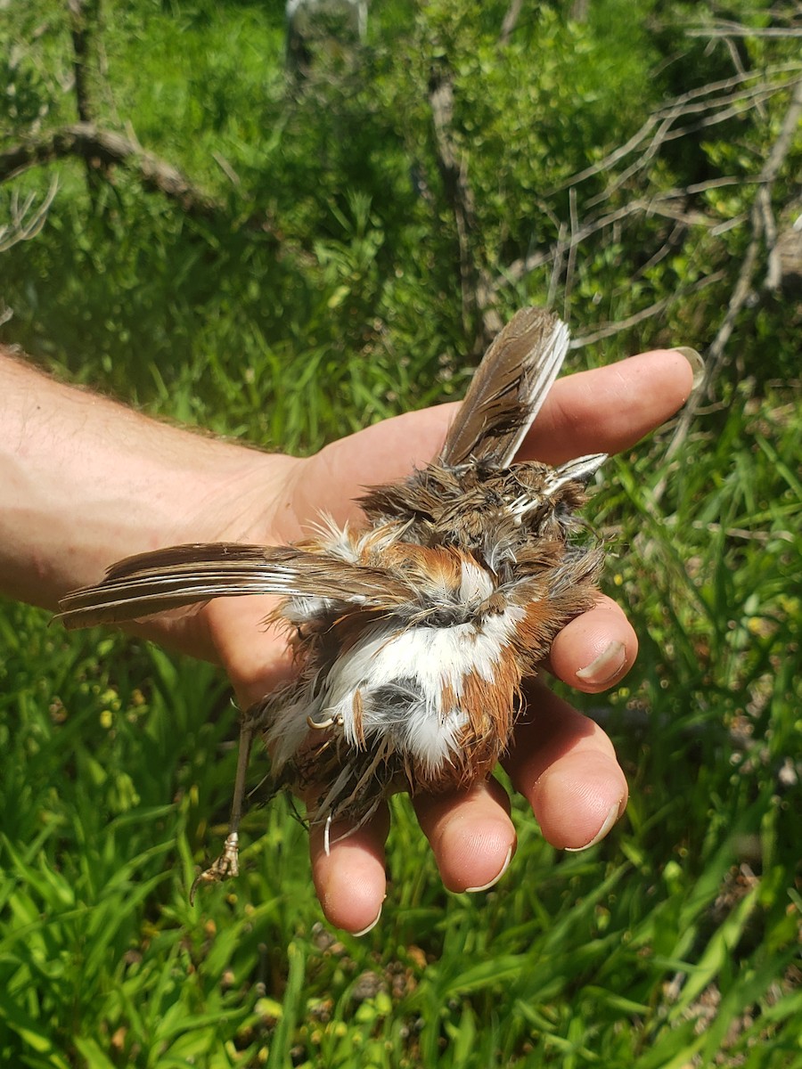 Eastern Towhee - ML342872871
