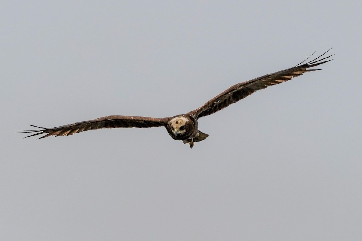 Western Marsh Harrier - jian ma