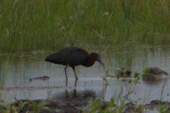 Glossy Ibis - ML342873841