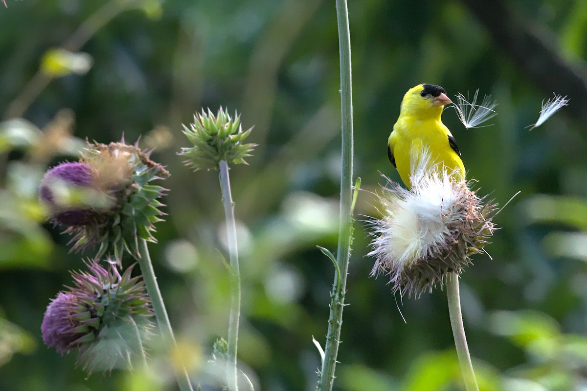 American Goldfinch - ML342873901