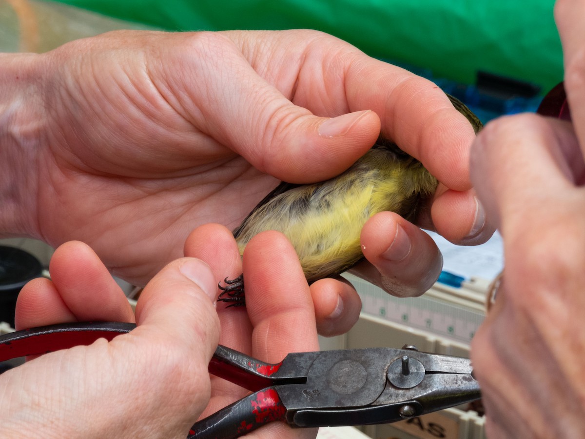 Yellow-bellied Flycatcher - ML342877311
