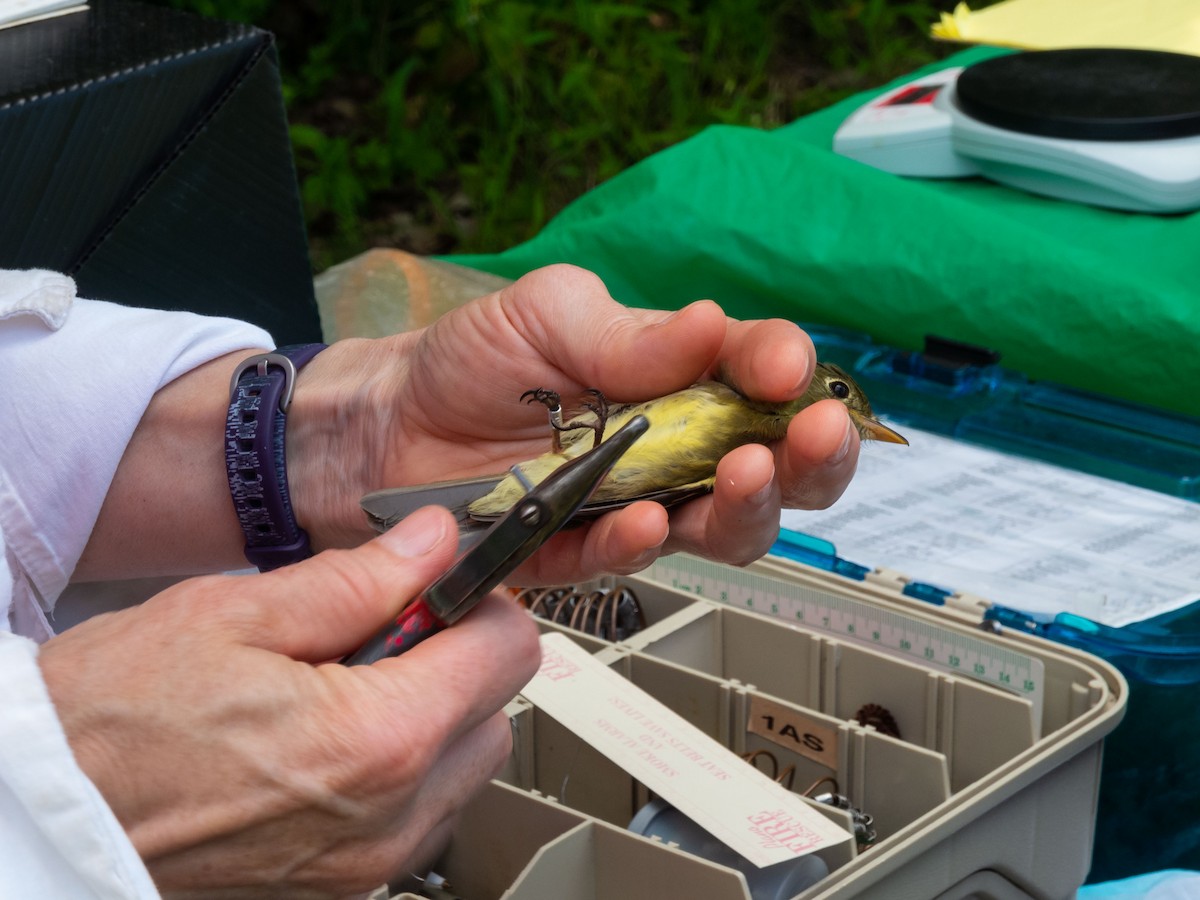 Yellow-bellied Flycatcher - ML342877321