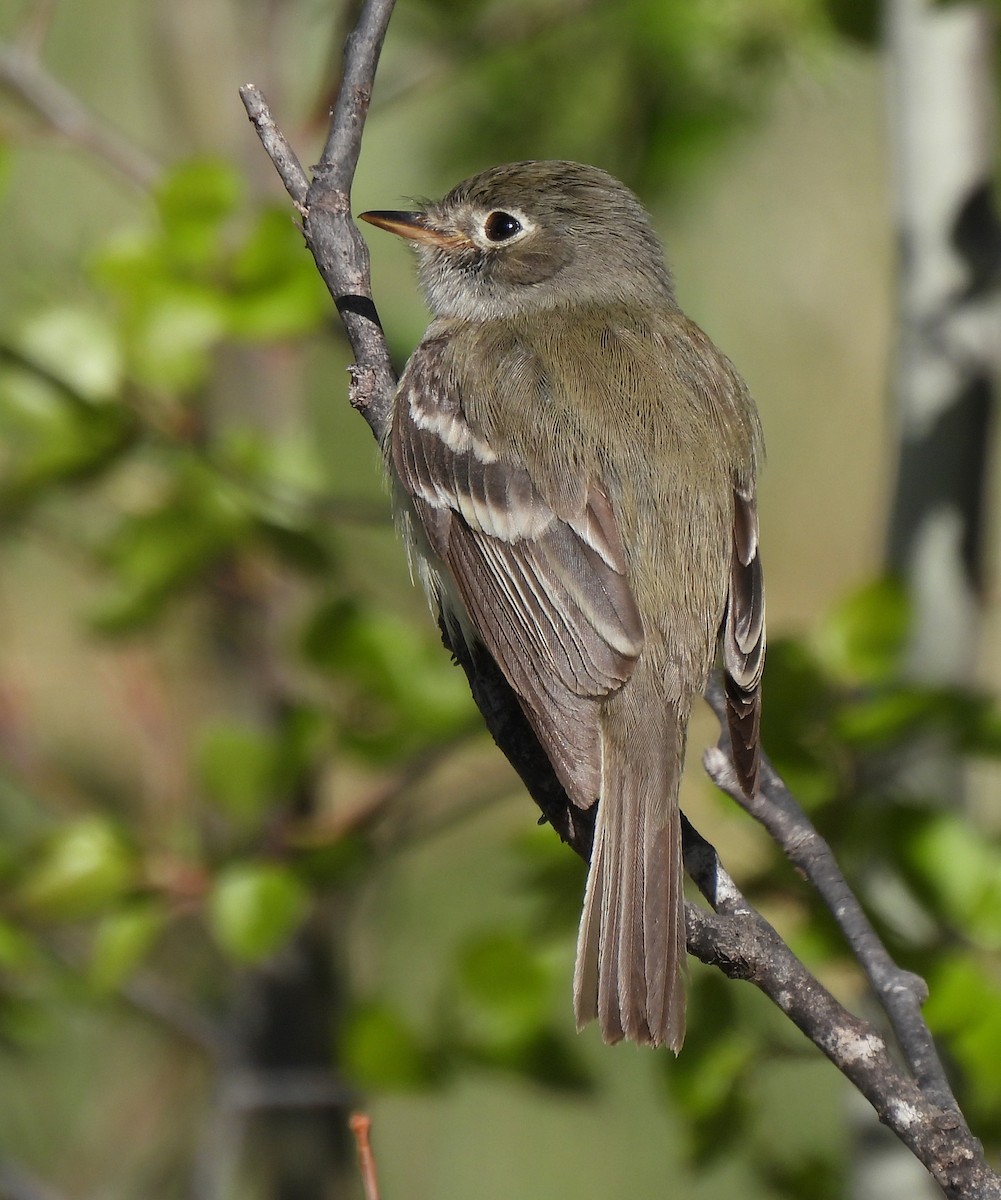 Least Flycatcher - ML342877751