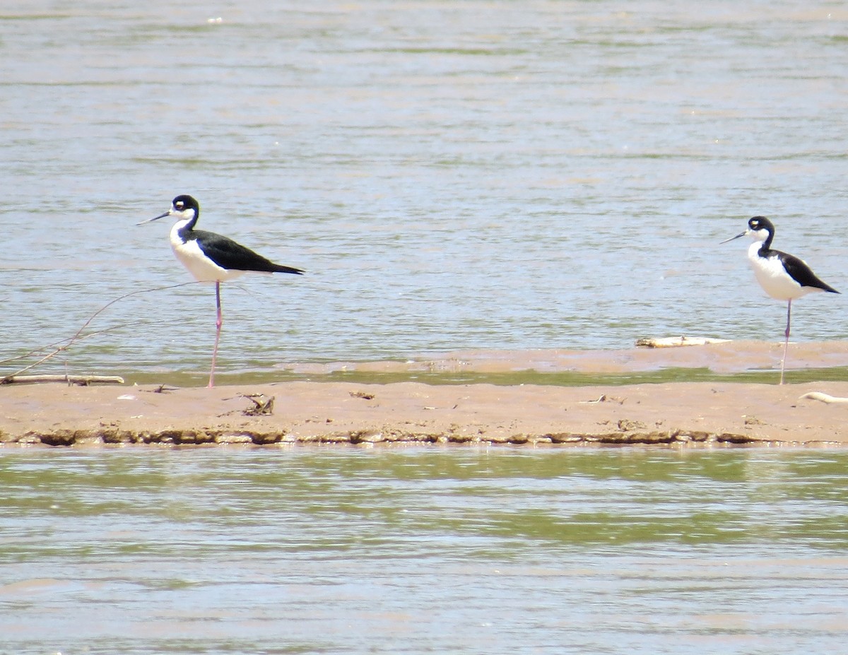 Black-necked Stilt - ML342881721