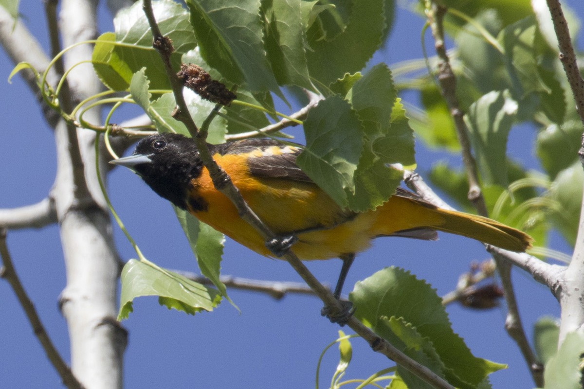 Baltimore Oriole - ML342881921