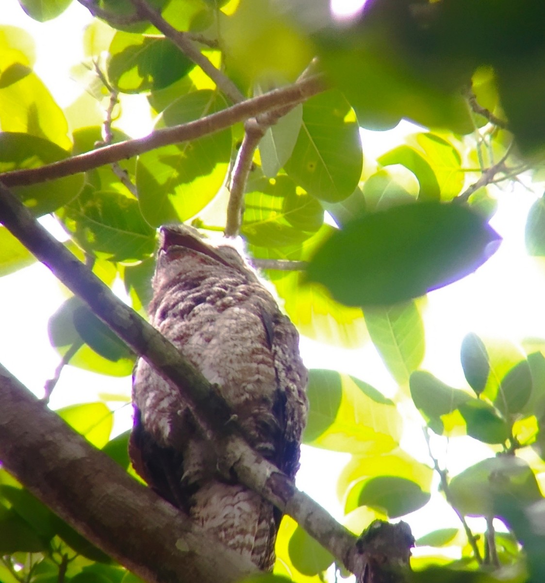 Great Potoo - ML342882001