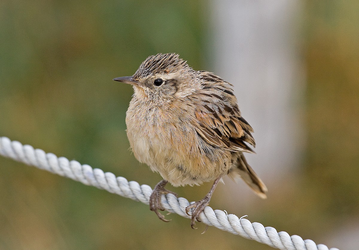 Austral Canastero - Michel Gutierrez