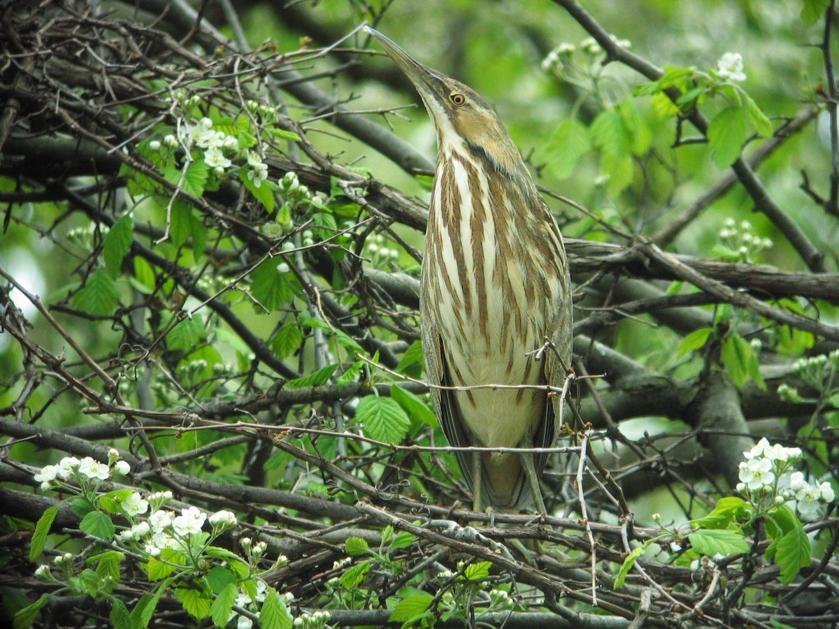 American Bittern - ML34288491