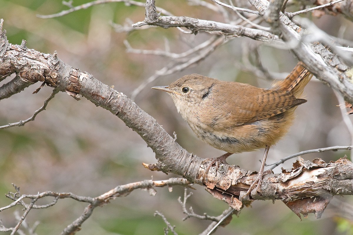 House Wren - Michel Gutierrez