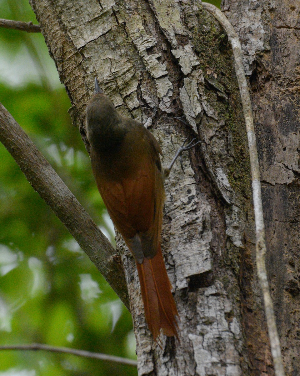 Olivaceous Woodcreeper - ML342886581