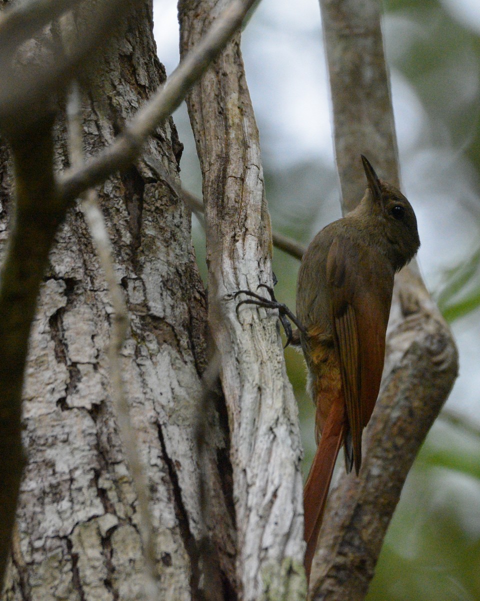 Olivaceous Woodcreeper - ML342886591