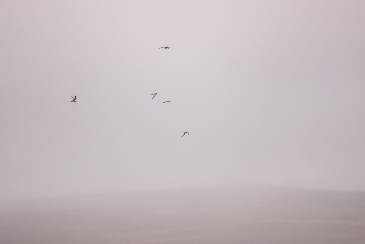 Least Tern - ML342886791