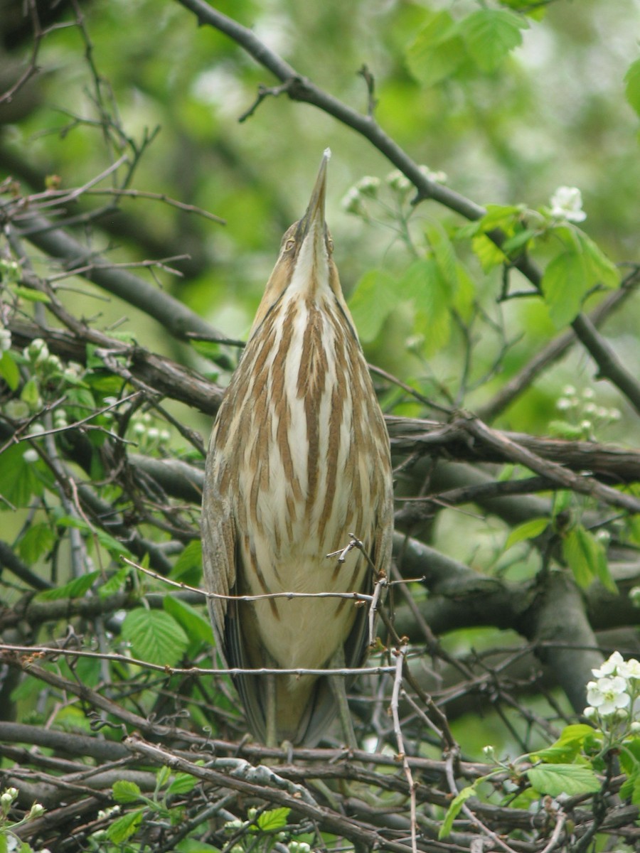 American Bittern - ML34288711