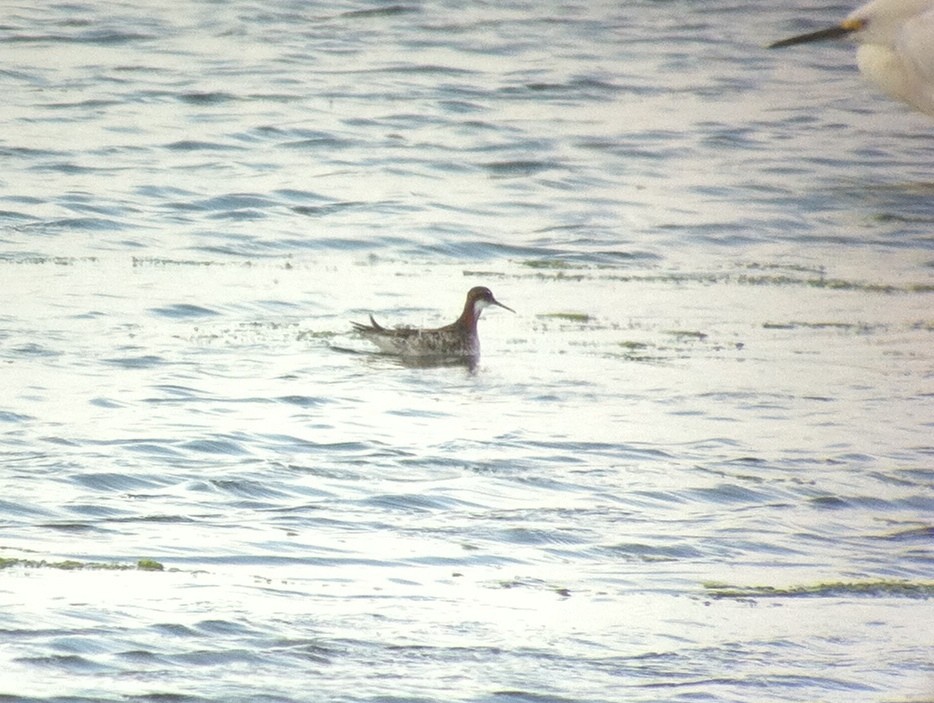 Red-necked Phalarope - Jared Cole