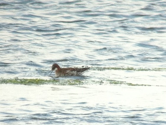 Red-necked Phalarope - Jared Cole