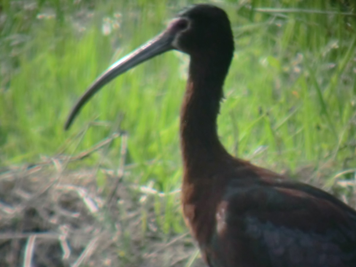 ibis americký - ML34288821