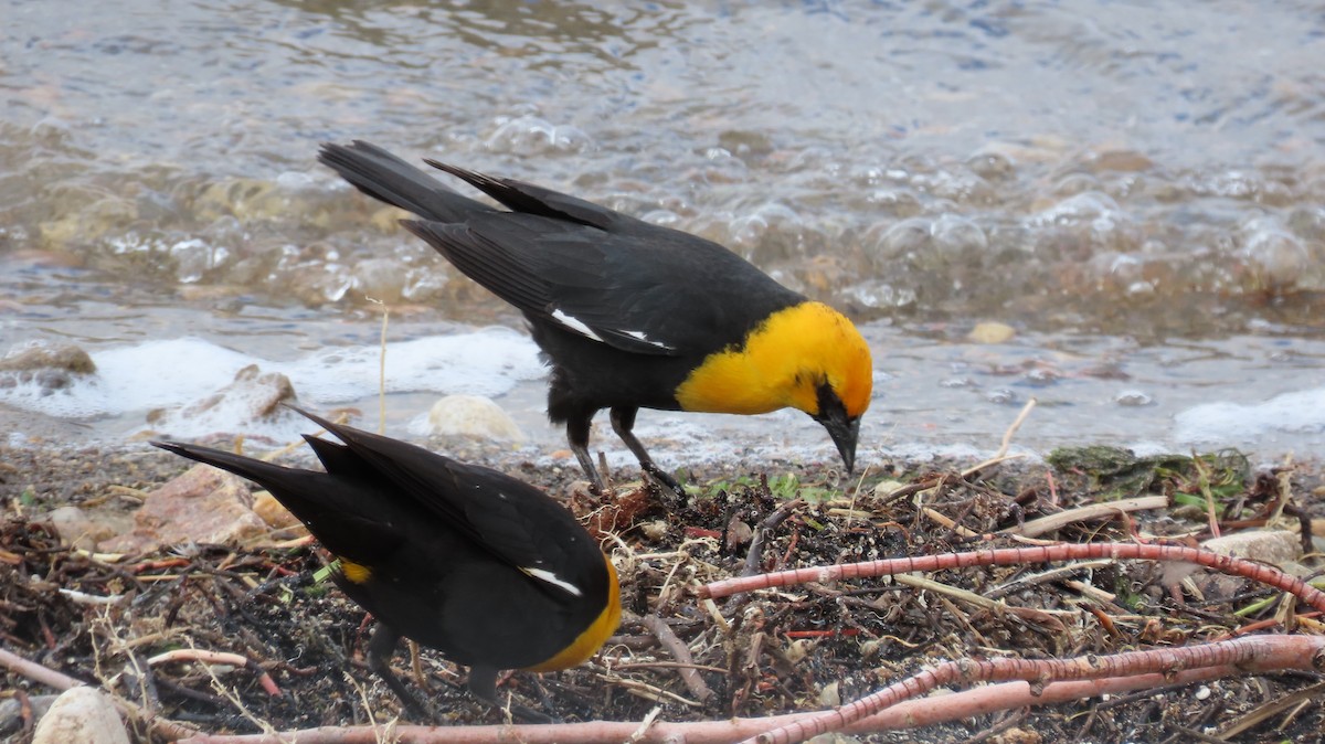 Yellow-headed Blackbird - ML342890601