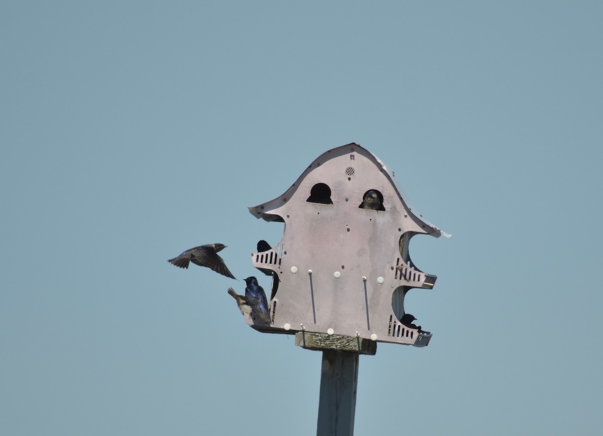 Purple Martin - ML342891661