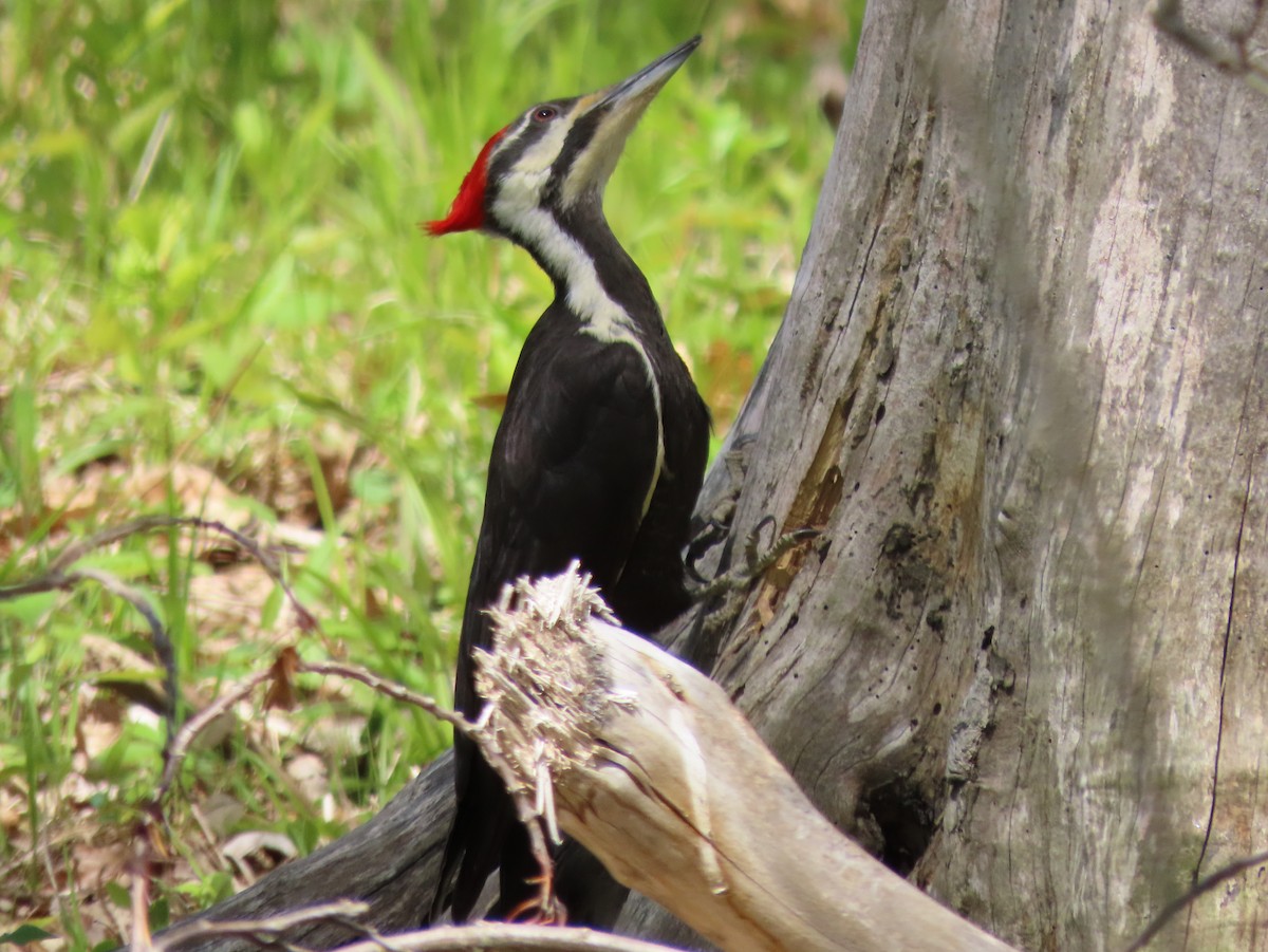 Pileated Woodpecker - Ryan Mahon