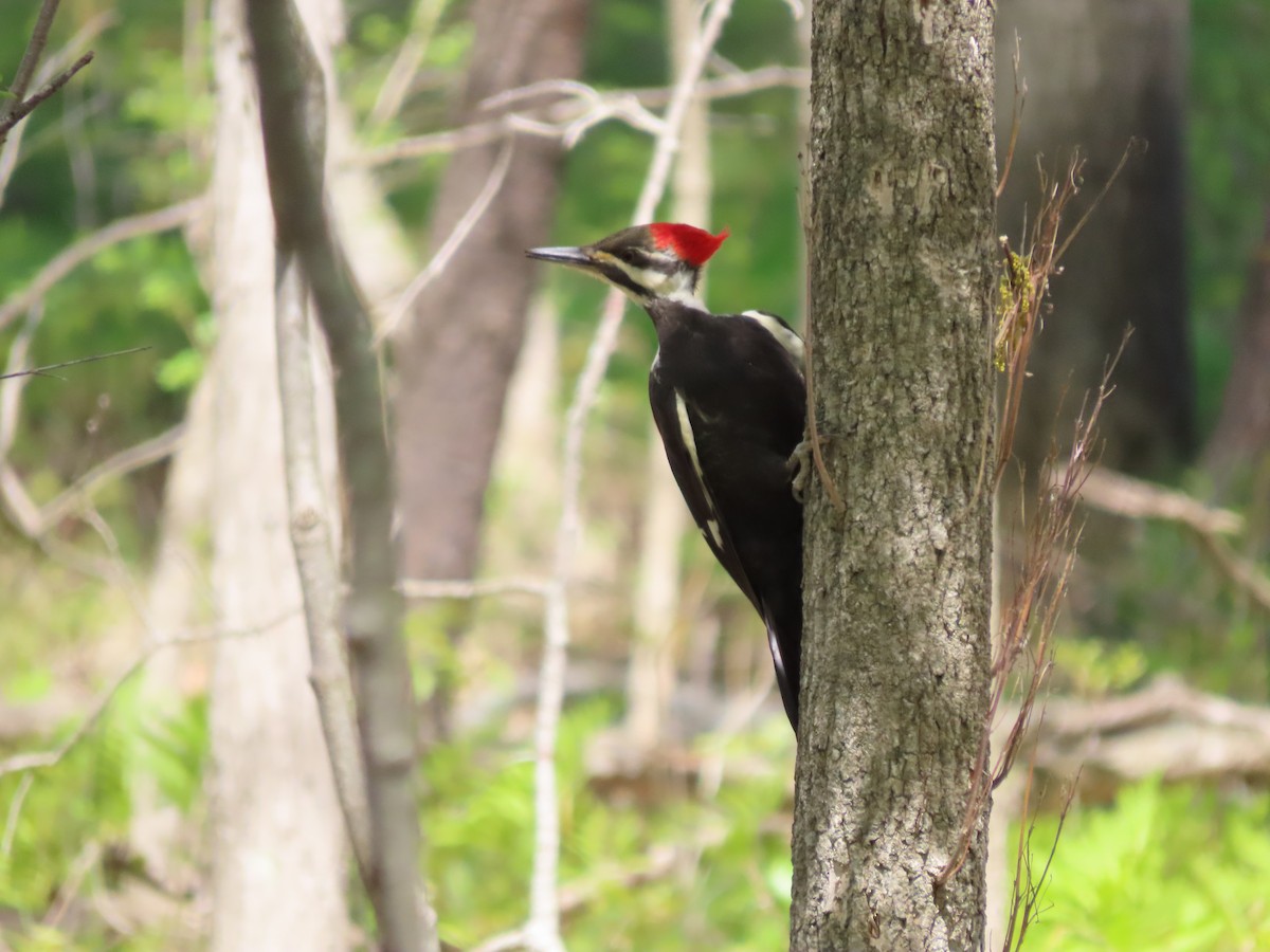 Pileated Woodpecker - Ryan Mahon