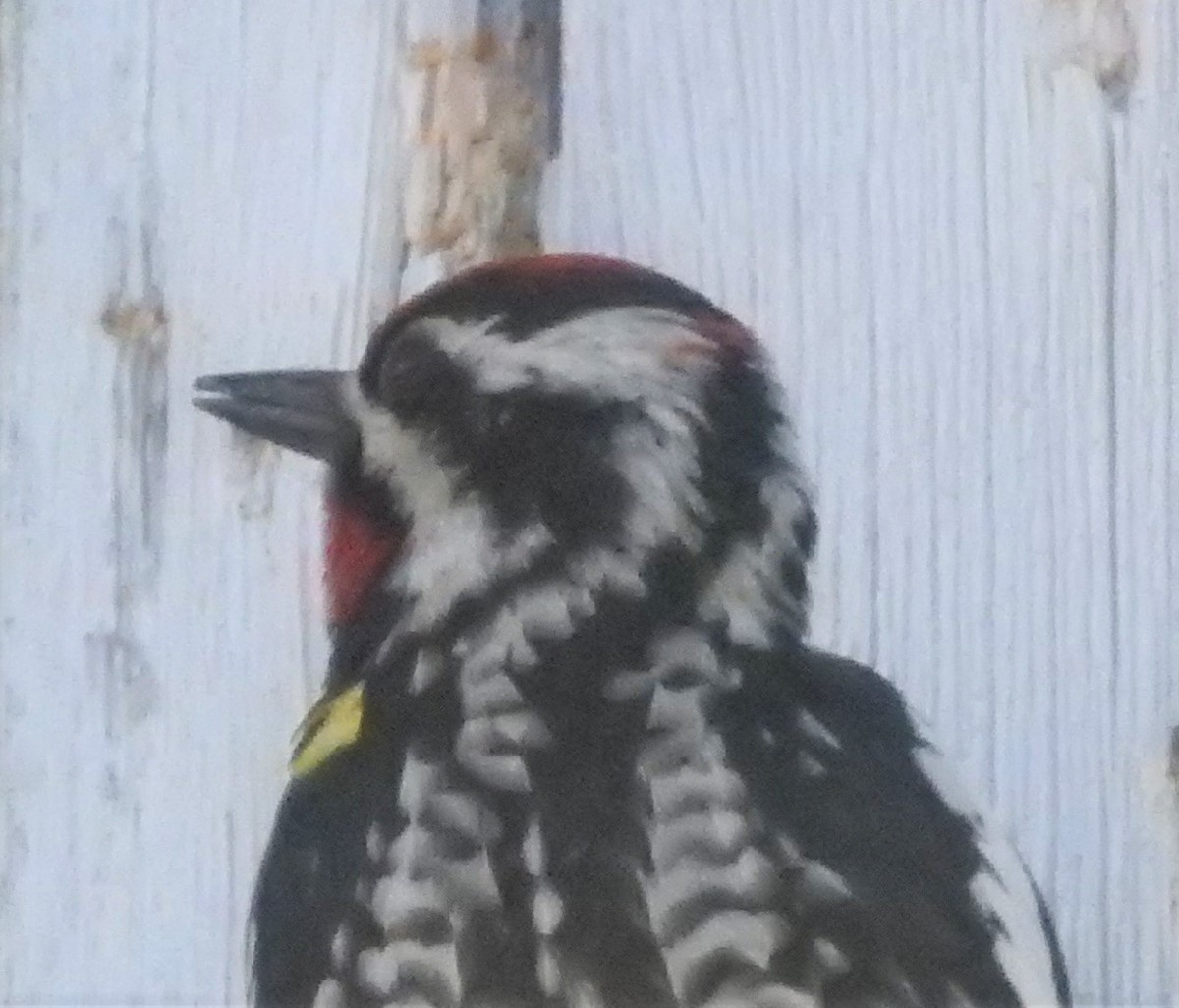 Yellow-bellied Sapsucker - ML342894201