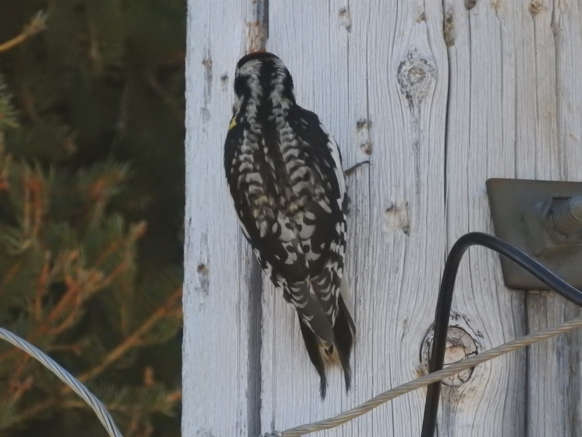 Yellow-bellied Sapsucker - ML342894421