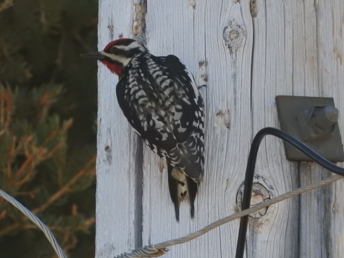 Yellow-bellied Sapsucker - ML342894471