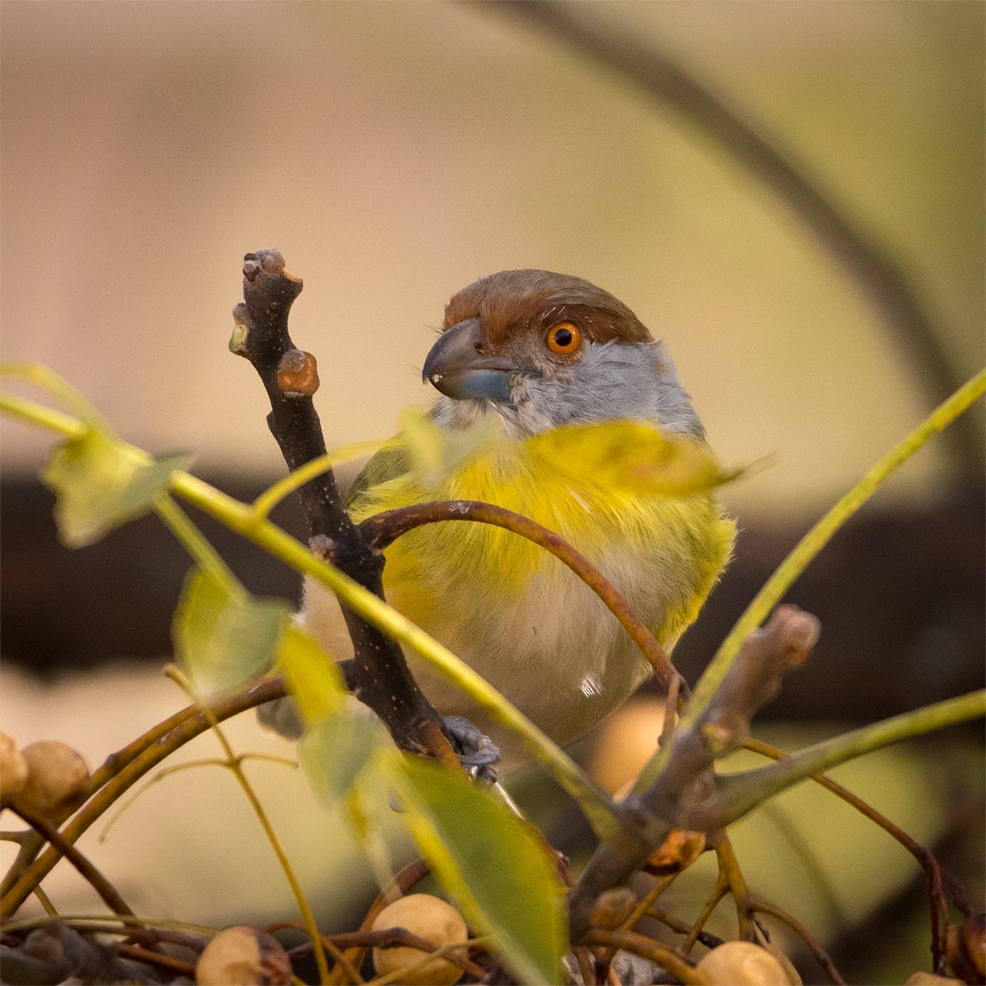 Rufous-browed Peppershrike - ML342894631