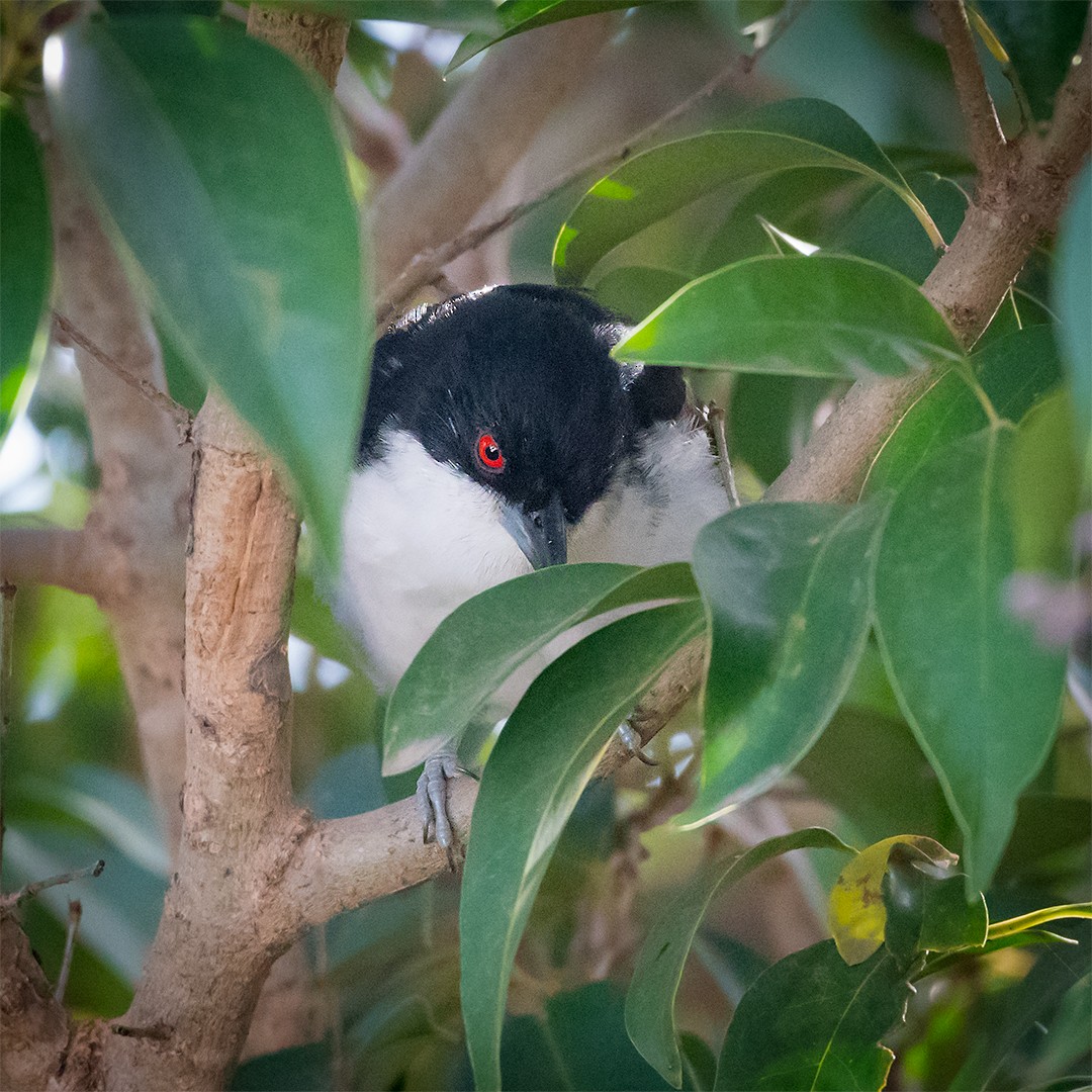 Great Antshrike - Omar E.  Ortiz