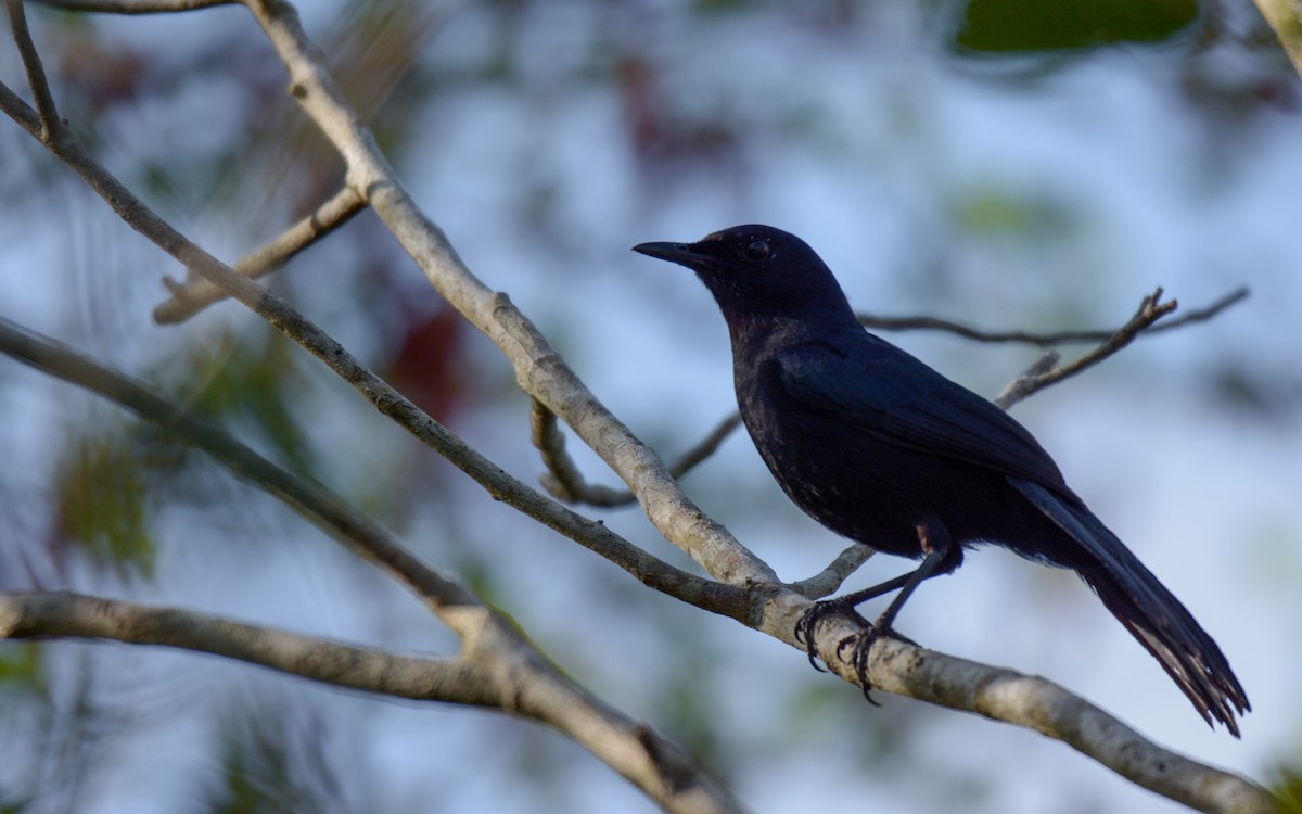 Black Catbird - Luis Trinchan