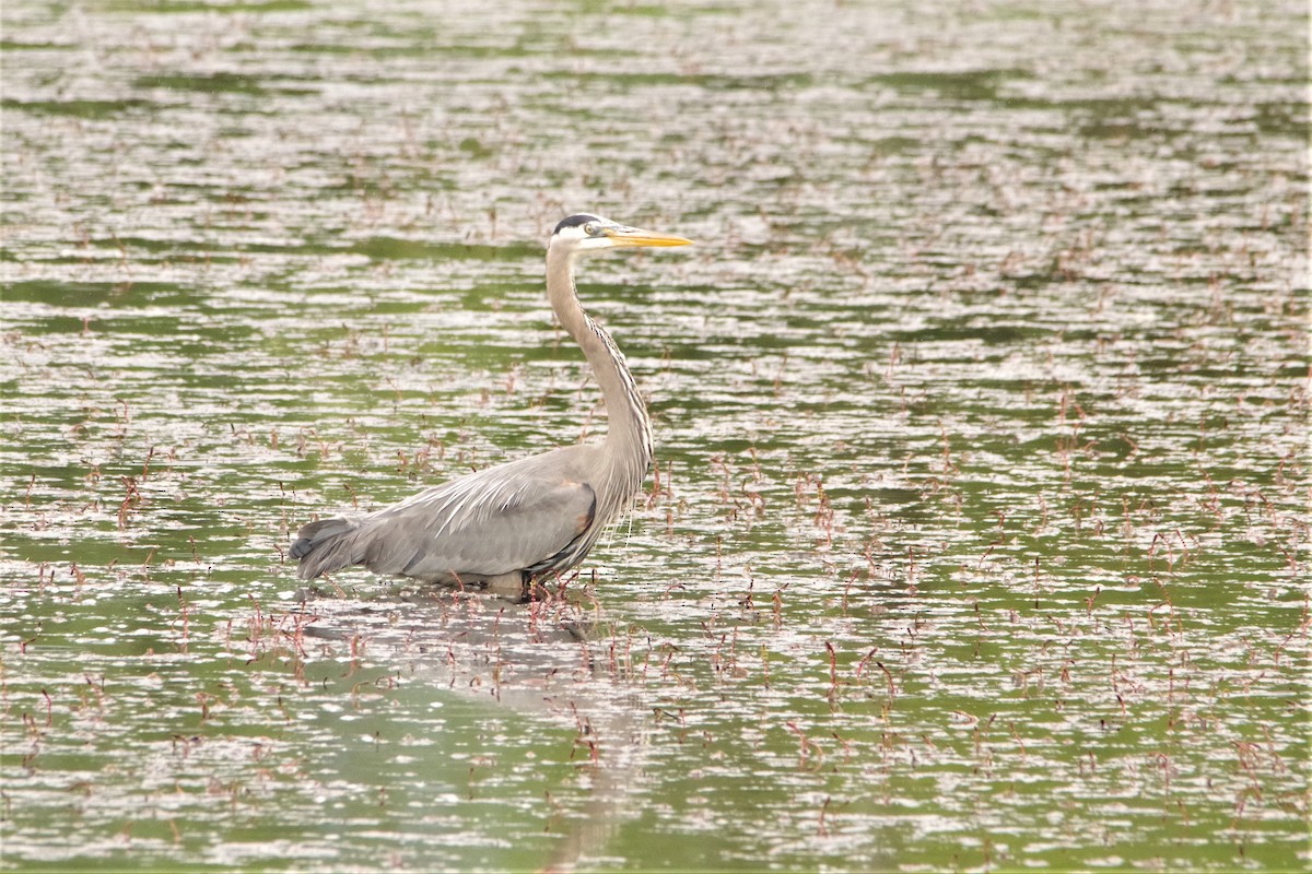 Great Blue Heron - ML342896971