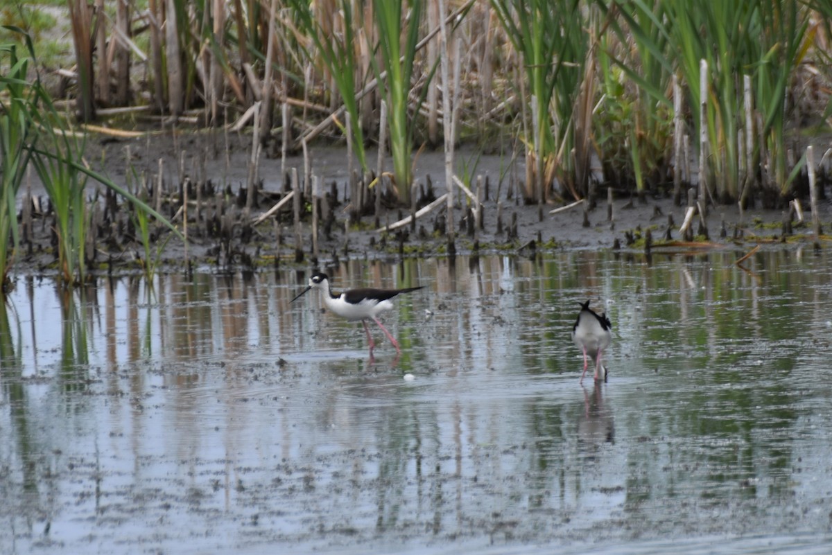 Black-necked Stilt - Bryan Bakker