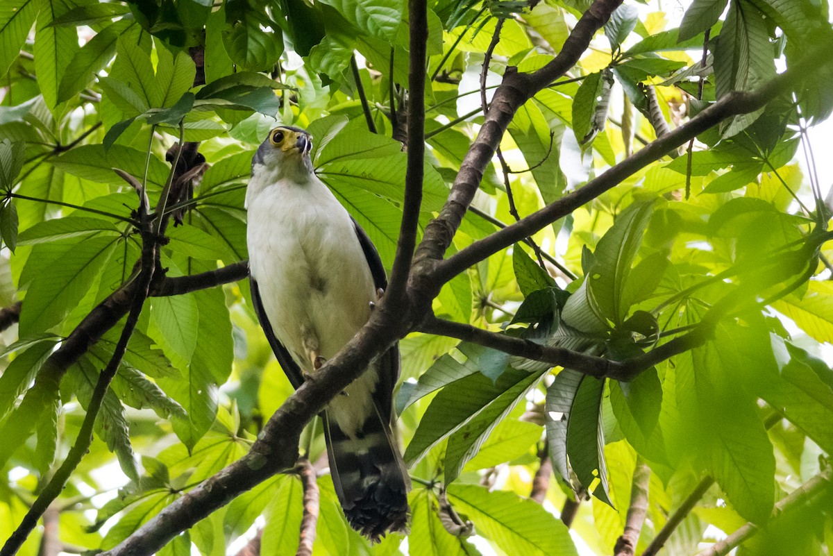 Slaty-backed Forest-Falcon - Claudia Brasileiro