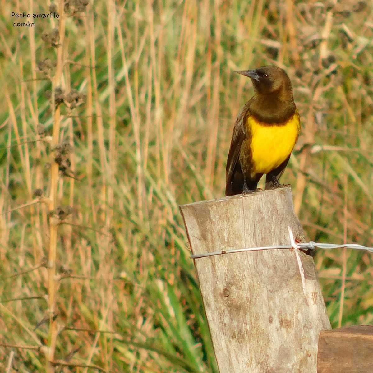 Brown-and-yellow Marshbird - Pablo Bruni