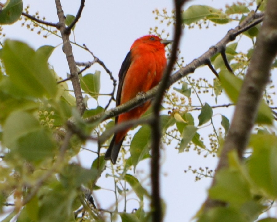 Scarlet Tanager - Chris Tessaglia-Hymes