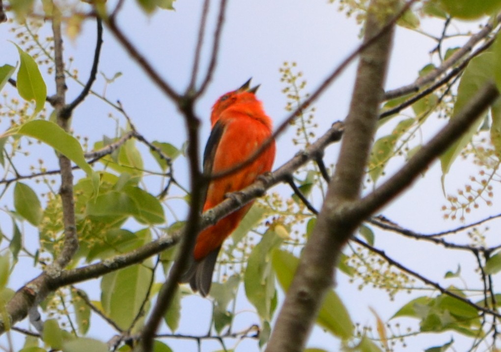 Scarlet Tanager - Chris Tessaglia-Hymes