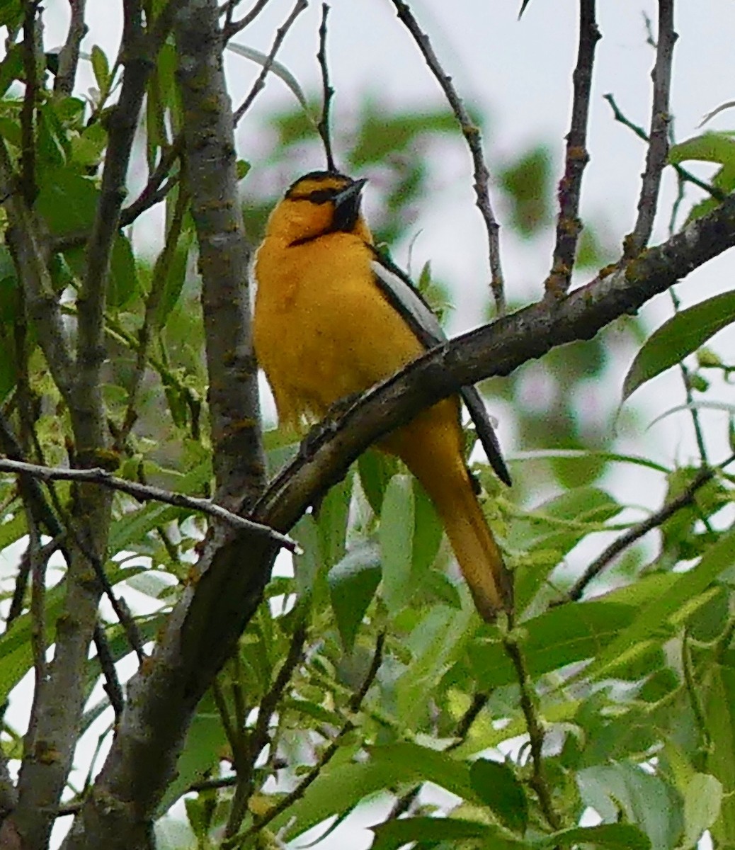 Bullock's Oriole - ML342899391