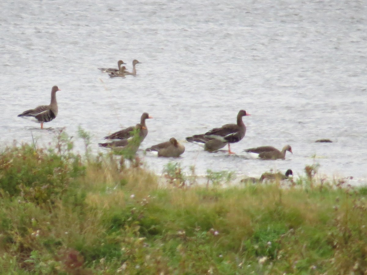 Greater White-fronted Goose - ML34290191