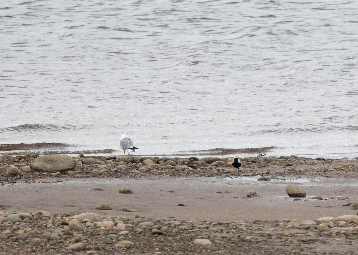 Black-bellied Plover - ML342902011