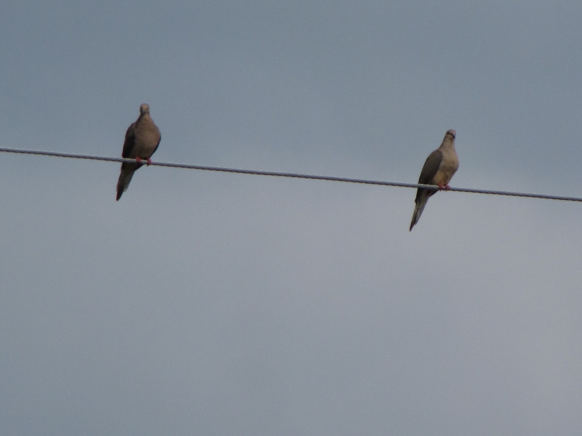 Mourning Dove - ML34290431