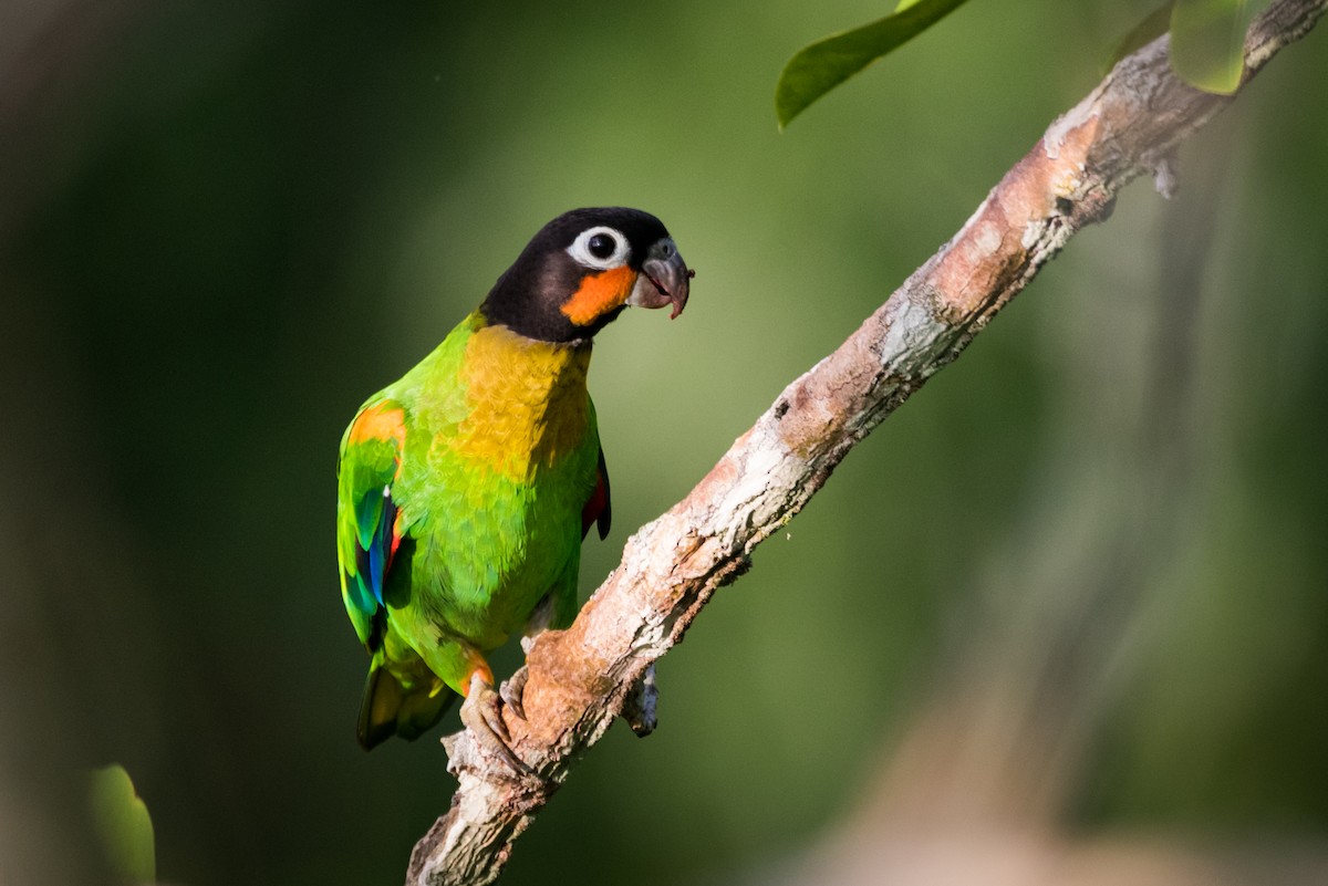 Orange-cheeked Parrot - Claudia Brasileiro