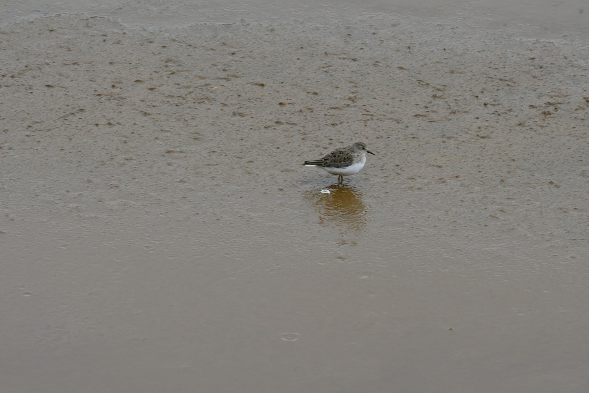 Temminckstrandläufer - ML342905401