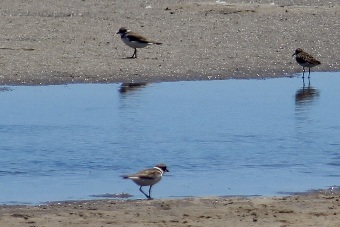 Semipalmated Plover - ML342905691