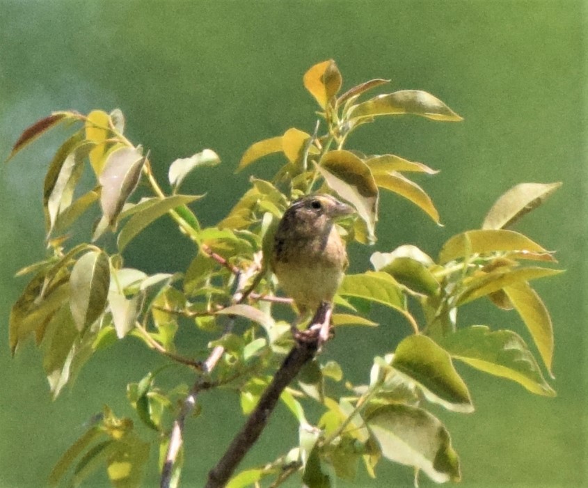 Grasshopper Sparrow - ML342906631